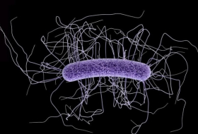 2nd American patient found with superbug resistant to antibiotics of last resort